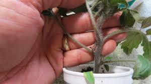 Blossom end rot what it looks like: Purple Tomato Leaves And Stems Problem Fix Don T Worry Trg 2015 Youtube