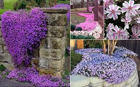 Bodendecker Fur Fantastische Gartengestaltung Bodendecker Garten Bepflanzen Garten Pflanzen