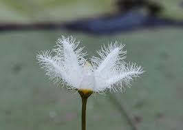 Image result for Menyanthaceae