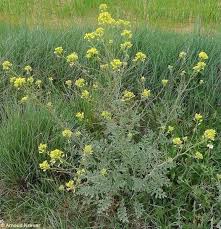 Image result for Erucastrum