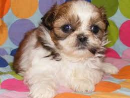 Check spelling or type a new query. Shih Tzu Puppies In Iowa