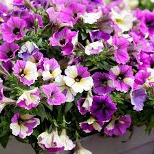Blue A Fuse Petunia Gonna Try These Fragrant Flowers Petunias Flower Pots