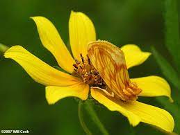 Goldenrod Stowaway Moth Moth Goldenrod Butterfly