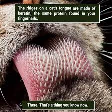 39 Freaky Animal Facts That Are Probably New To You Cat Facts Funny Animal Facts Funny Animal Facts