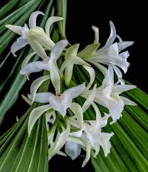 Image result for Corymborkis