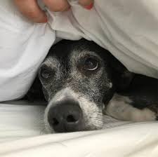 A telling sign of canine health is rapid weight loss. Caring For A Dog With Cancer Dc Dog Moms