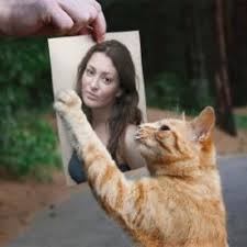 Hold Your Picture In Front Of A Playful Cat With This Free Photo Effect Photofunia Can Help Spice Up Any Photo And Will Give You Hour Cats Photo Editing Sites