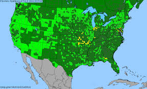 Image result for Potamogeton pusillus