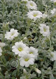 Image result for Cerastium tomentosum