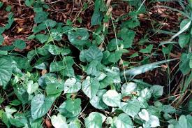 Image result for Turbina longiflora