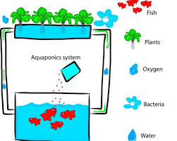 If you build your backyard aquaponics system yourself using our information package (it's easy, and it's exactly the same amount of work assembling a kit is!), you'll. Diy Everything You Need To Know To Build A Simple Backyard Aquaponics System
