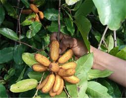 Image result for Uvaria