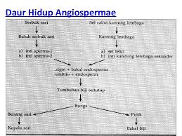 Pohon pinus juga sering digunakan untuk menggambarkan reproduksi tumbuhan berbiji terbuka. 3 Spermatophyta Tumbuhan Biji Tumbuhan Biji Terbuka Gymnospermae
