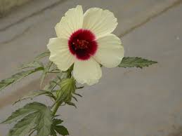 Image result for Hibiscus cannabinus