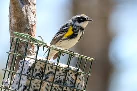 About press copyright contact us creators advertise developers terms privacy policy & safety how youtube works test new features press copyright contact us creators. Identifying The Yellow Rumped Warbler