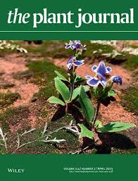 Image result for Xerophyta schlechteri