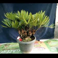Maybe you would like to learn more about one of these? Jual Bonsai Sikas Zamia Di Lapak Iqbal Bonsai Bukalapak