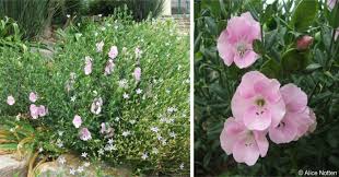 Image result for Barleria tanzaniana