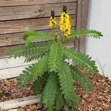 Image result for Senna didymobotrya