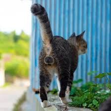 Picture From Being A Cat Showing Balls 画像あり かわいい猫 カワイイ猫 猫