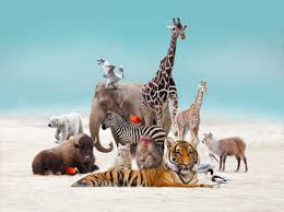 Wild Animals Together Stock Photos ...
