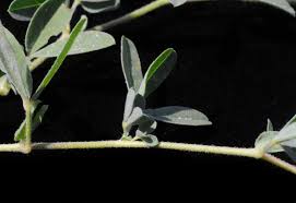 Image result for Crotalaria podocarpa