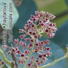 Image result for Heritiera