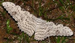 Image result for Arthropteris anniana