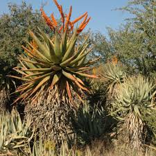 Image result for Searsia marlothii