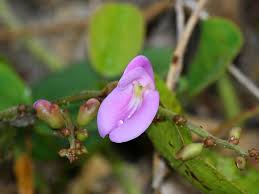 Image result for Canavalia africana