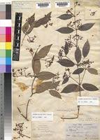 Image result for Secamone africana