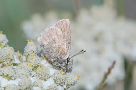 Image result for Satyrium amblyosaccos