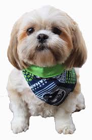 Ben Franklin Crafts And Frame Shop Make A Seattle Seahawks Dog Bandana For Game Day Seattle Seahawks Dog Seahawks Crafts Dog Bandana