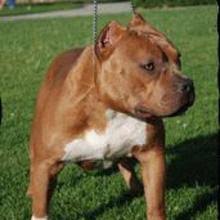 American xl bully puppies 3 x male puppies have great line (slk) both parents athletic build pups will come first vaccine, worming and fleeing male 1 : Puppyfind American Bully Puppies For Sale