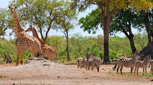 Wildlife Conservation Experience In South Africa Oyster Worldwide Download 42 wildlife conservation free vectors. wildlife conservation experience in