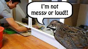 Are Quails Loud And Messy Pets Youtube