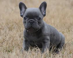 These puppies are gentle, loving and affectionate family dogs. 99 French Bulldogs Wallpapers On Wallpapersafari
