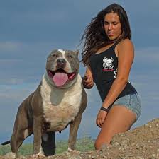Maybe you would like to learn more about one of these? American Bully Xl Xxl Greece Photos Facebook