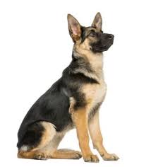 How To Tell A Purebred German Shepherd Cuteness German Shepherd Training Purebred German Shepherd Shepherd Puppies