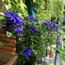 Maybe you would like to learn more about one of these? Clematis The President Fur Balkon Terrasse Online Kaufen Clematisonline De