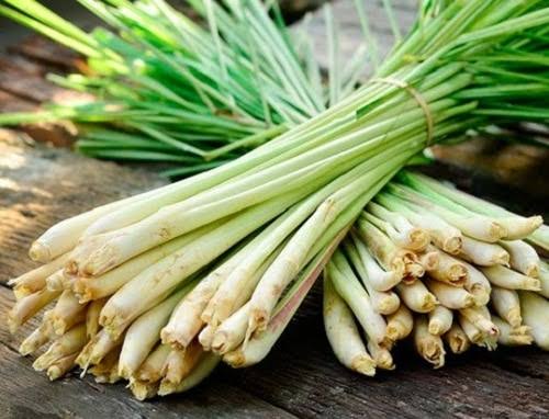 ผลการค้นหารูปภาพสำหรับ ตะไคร้"