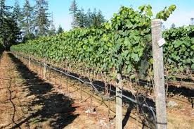 Vancouver Island Winery And Vineyard For Sale Comox Valley Bc Vineyard Crop Agriculture Farming Wine Vineyard Winery Wine Jobs