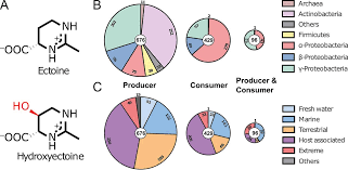 Check spelling or type a new query. Degradation Of The Microbial Stress Protectants And Chemical Chaperones Ectoine And Hydroxyectoine By A Bacterial Hydrolase Deacetylase Complex Journal Of Biological Chemistry