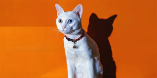 13 Southeast Asian Cat Breeds To Give A Furever Home To
