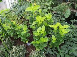 Image result for Pseuderanthemum ludovicianum