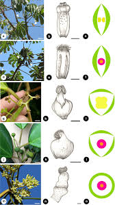 Image result for Cecropia pachystachya