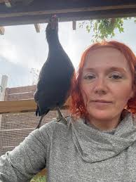 I don't think I've posted anything about my girls in this group yet. These  are my stooges, Larry, Mo, and Curly (named by their previous person).  Happy New Year from my flock