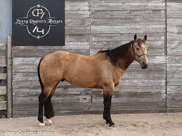 He has proven himself in the show ring, in the breeding barn, as a sire , and temperment second to none that he passes on to all of his foals. Whiskey In The Milo 2015 Buckskin Gelding Perry Quarter Horses