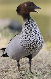 Pin On Australian Birds