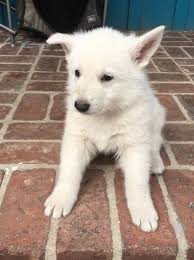 Maybe you would like to learn more about one of these? White German Shepherd Puppies For Sale Pets Lovers